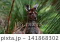 Brown kangaroo standing among native green foliage in the Australian bush 141868302
