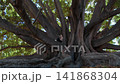 Girl sits on a thick branch of a massive banyan tree 141868304