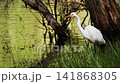 Great white egret standing near the trunk of an old willow tree 141868305
