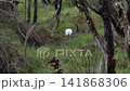 Yellow-billed spoonbill in the shallow water of a swampy forest 141868306