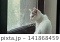White cat sitting on a windowsill looking out the window 141868459