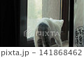 Curious kitten exploring the window view from the sill 141868462