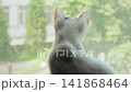 Close up of a white cat looking at green trees through glass 141868464