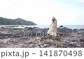 Young Asian Woman Walking on Rocky Beach and Spinning Joyfully in Yellow Dress at Lanta Island 141870498