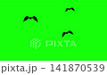 Flying Bat on Green Screen Chroma Key Halloween Animation 4K 141870539