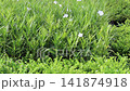 Variety of evergreen trees in outdoors market, stock footage 141874918