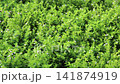 Variety of evergreen trees in outdoors market, stock footage 141874919