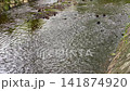 Tranquil water canal in a lush green garden, stock footage 141874920