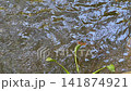 Tranquil water canal in a lush green garden, stock footage 141874921