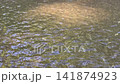 Tranquil water canal in a lush green garden, stock footage 141874923