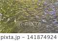 Tranquil water canal in a lush green garden, stock footage 141874924