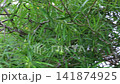 Outdoors garden surrounded by tropical plant, stock footage 141874925
