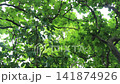 Outdoors garden surrounded by tropical plant, stock footage 141874926
