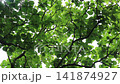 Outdoors garden surrounded by tropical plant, stock footage 141874927