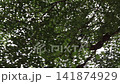 Branches and young shoots of Ivory Coast almond or Black afara, stock footage 141874929