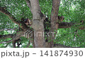 Branches and young shoots of Ivory Coast almond or Black afara, stock footage 141874930