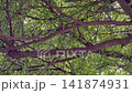 Branches and young shoots of Ivory Coast almond or Black afara, stock footage 141874931