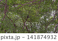 Branches and young shoots of Ivory Coast almond or Black afara, stock footage 141874932