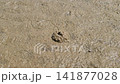 A Small Crab Cautiously Peeking Out of Its Burrow on a Sandy Mudflat 141877028