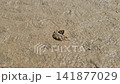 A Small Crab Cautiously Peeking Out of Its Burrow on a Sandy Mudflat 141877029