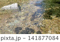 Crystal Clear and Cool Water Flowing Through a Lush Mountain Valley in Korea in Summer 141877084