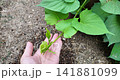 Sweet potatoes growing in planters in summer | A home garden with lush vines and leaves 141881099