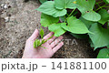 Sweet potatoes growing in planters in summer | A home garden with lush vines and leaves 141881100
