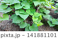 Sweet potatoes growing in planters in summer | A home garden with lush vines and leaves 141881101