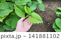 Sweet potatoes growing in planters in summer | A home garden with lush vines and leaves 141881102