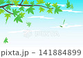 舞いながら落ちる紅葉のアニメーション　銀杏　もみじ　 141884899