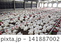 Commercial Broiler Chicken Farm with Automated Feeding and Drinking System 141887002