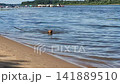 On a sunny, hot day, the dog is swimming in the river on a leash. 141889510