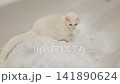For the first time, a white cat was shown snow in the bathroom 141890624