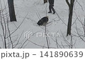 A husky dog is digging in the snow during a walk 141890639