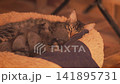 Mother cat breastfeeding newborn kittens in cozy bed 141895731