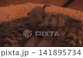 Newborn kittens feeding on their mother cat 141895734