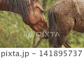 Brown horse sniffing another horse's tail in a field 141895737