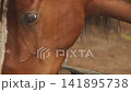 Close up of a brown horse eating from a trough 141895738