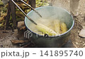 Person cooking corn cobs in boiling water 141895740