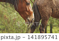 Wild horse mutual grooming in nature 141895741