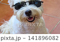 Extreme close-up of a stylish Westie (West Highland White Terrier) dog wearing dark rectangular sunglasses, panting with its mouth open, showing teeth and tongue, while looking at the camera indoors o 141896082