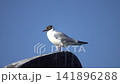 black-headed gull (Larus ridibundus) 141896288