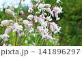bladder campion on Oceanic meadow 141896297