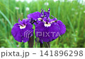 Oceanic meadows, irises bloom 141896298