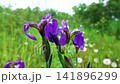 Oceanic meadows, irises bloom 141896299