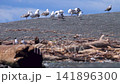 Seagulls on resting place 141896300
