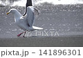 Slaty-backed gulls (Larus schistisagus) conflict 141896301
