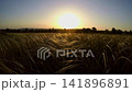 Feather Grass Field Swaying Sunset Meadow Feather Grass Field Swaying Sunset Meadow 141896891