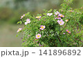 Wild Dog Rose Bush Blooming Outdoors Wild Dog Rose Bush Blooming Outdoors 141896892