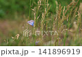 Common Blue Butterflies Perched on Grass Stalks Common Blue Butterflies Perched on Grass Stalks 141896919